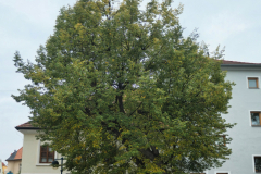 P1006645