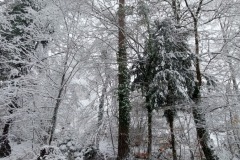 Schnee__3